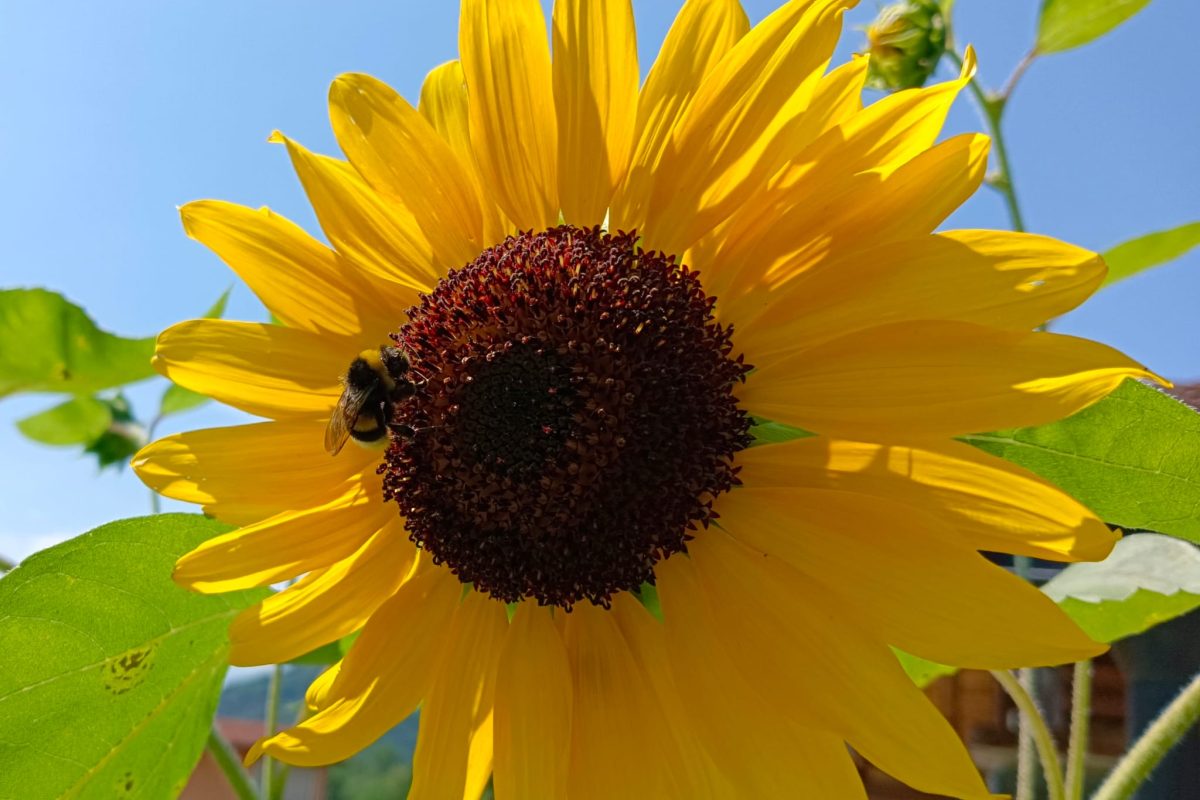 Girasole
